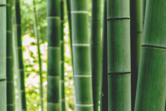 FSC certified bamboo forest_China