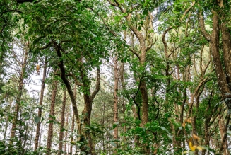 Forêts