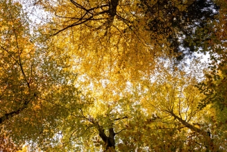 Forêts