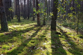 FSC Poland