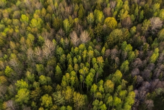 Forêts