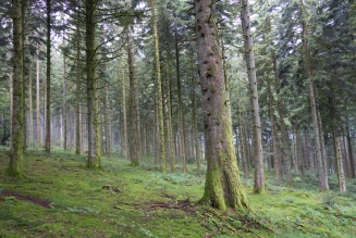 Forêts