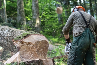 Travailleur forestier