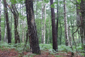 Forêts