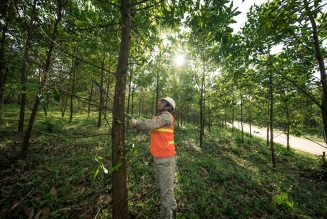 Forêts