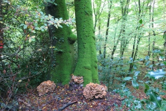 Forêt Amboise