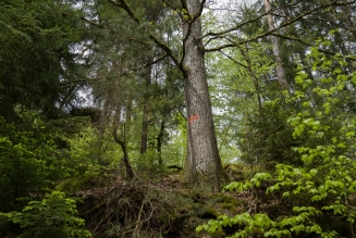 Forêts