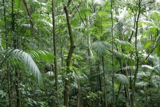 Forêts