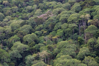 Forêts tropicales