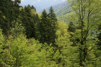 Forêts
