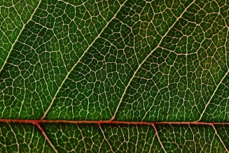 Feuille
