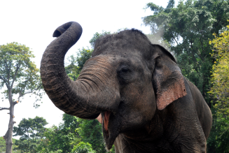 éléphant dans la forêt