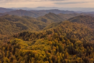 Forêts