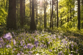 Coillte
