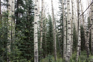 Birch wood