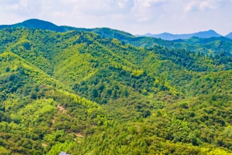 vallée boisée