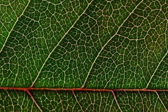 feuille de teck
