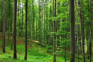 Forêts
