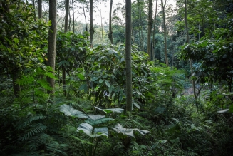Forêts tropicales