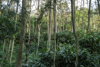 Forêt