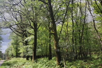 Forêt de Lanouée, certifiée FSC