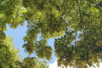 Canopée