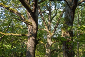 Arbres