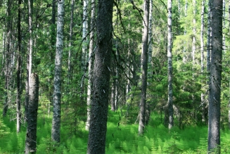 Forêt finlandaise