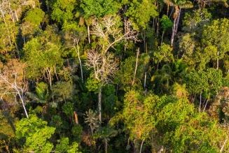 Forêt © FSC / Sebastián Castañeda