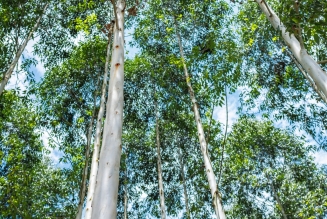 © FSC Uganda