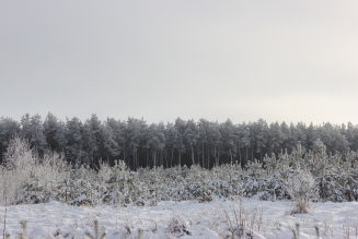 2015_SI_Chuikivka, Ukraine_Boreal forest_(c)FSC_Anna Trutneva