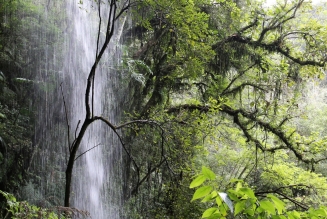 © FSC / Arturo Escobar