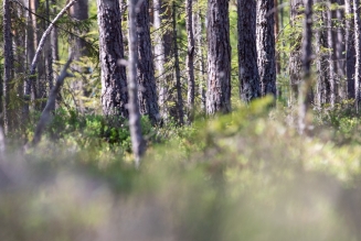 © FSC Sweden / Kolbjörn Örjavik