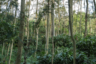 Forêt