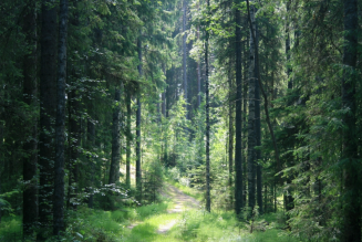 Forêt