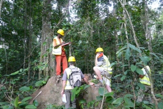 Rougier obtient la certification FSC de 3 concessions au Cameroun