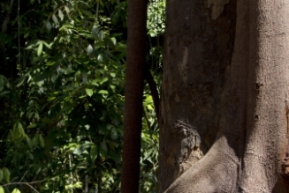 Forêt indonesienne