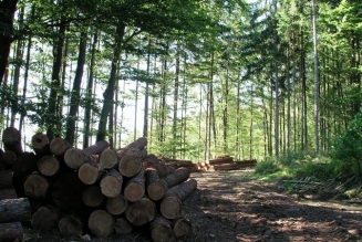Forêt