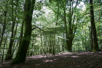 Forêts du Limousin