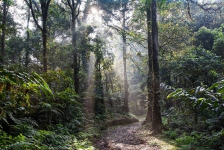 Forêt