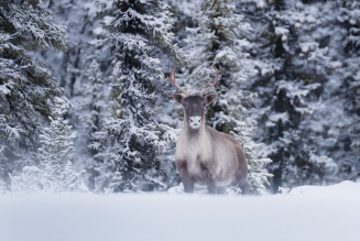 Caribou des bois Caribou des bois