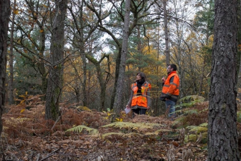 Audit en forêt FSC