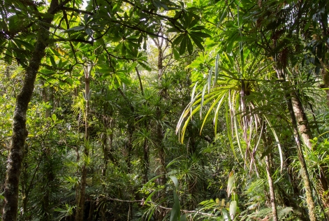 Forêts tropicales