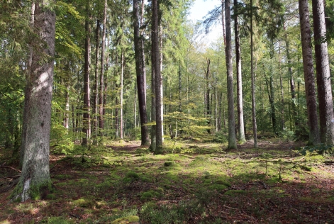 Forêts