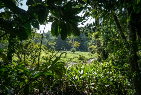 Bassin du Congo