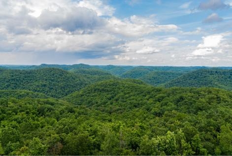 Forêts