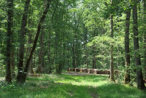 Forêt Brinay - Cabinet Béchon