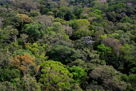 Forêts tropicales