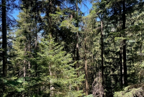 Forêt Forestry