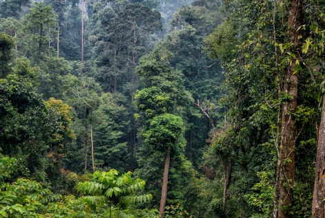 Forêts tropicales